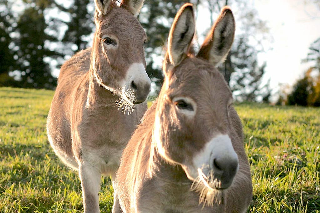 Ânes sur notre domaine / Donkeys at our domain