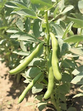 Haricots de jardin / Garden beans