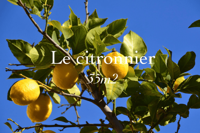 Le citronnier, 35 square meters